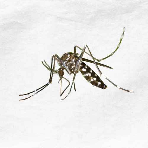 डेंगू के मच्छर की पहचान |Identify Dengue mosquito