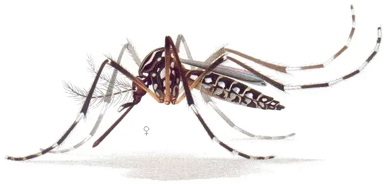 डेंगू के मच्छर की पहचान  Identify Dengue mosquito